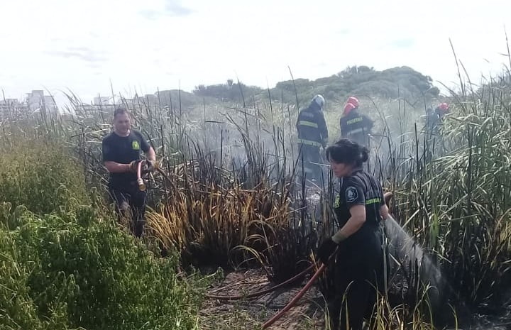 El municipio intervino en el incendio iniciado en la reserva natural de Punta Mogotes