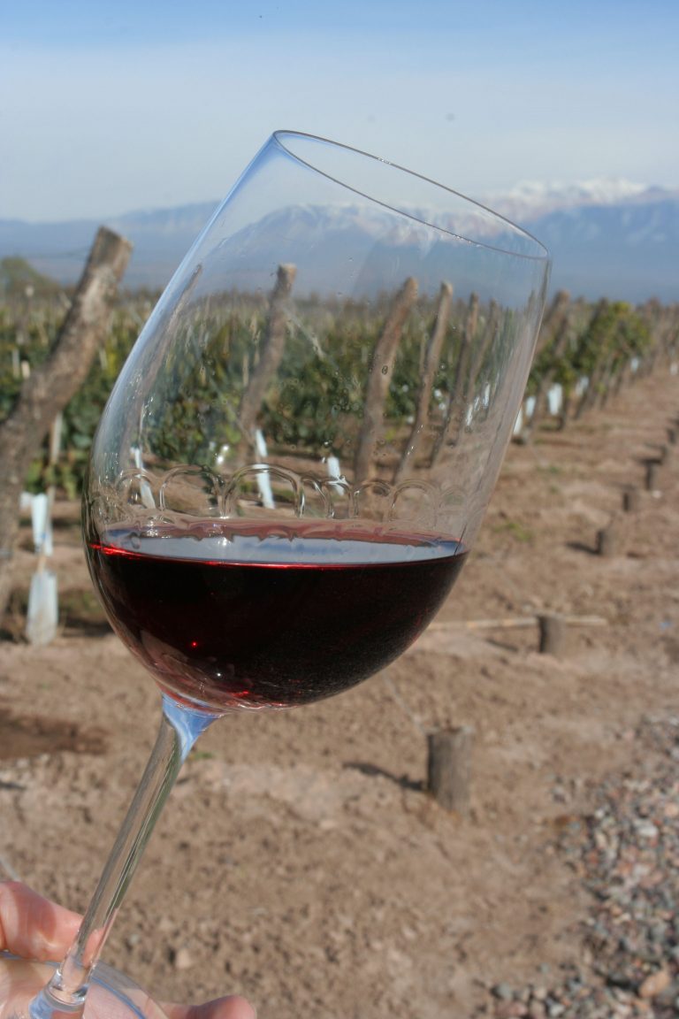 Destinos de pura cepa: El vino como circuito turístico en Argentina