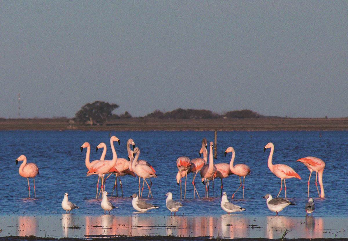 El turismo ecológico tiene opciones ideales en 23 humedales declarados sitios Ramsar del país