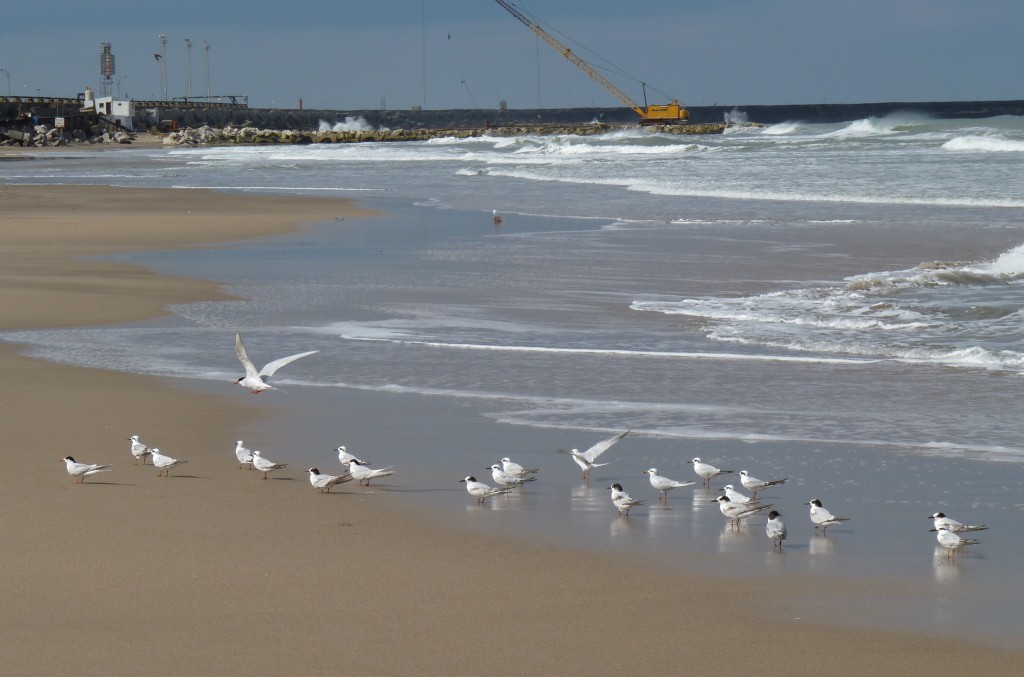 Realizarán una jornada de limpieza en las playas de Punta Mogotes y el Puerto