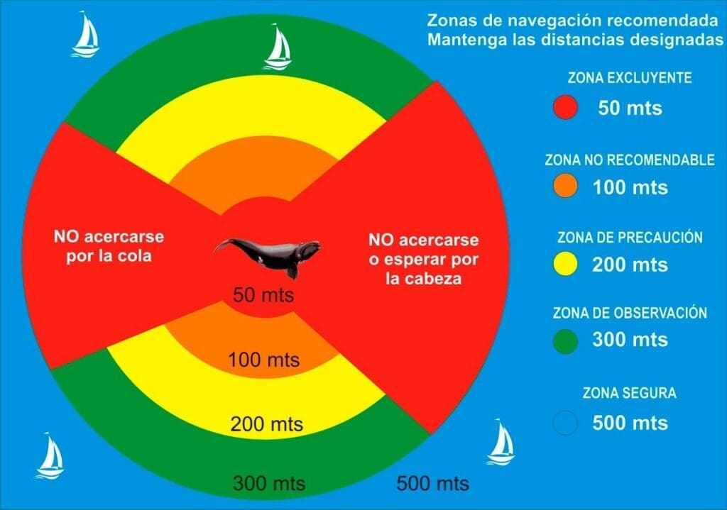Alertan sobre el acoso a las ballenas desde embarcaciones privadas y comerciales en Mar del Plata 7 WhatsApp Image 2022 07 21 at 7.37.09 PM