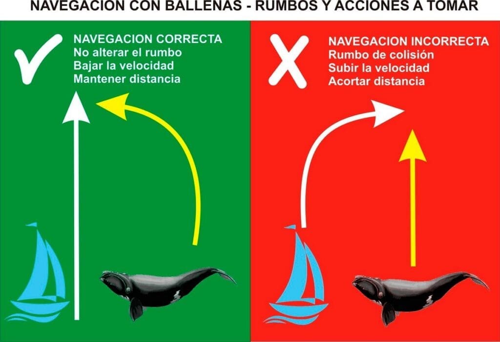 Alertan sobre el acoso a las ballenas desde embarcaciones privadas y comerciales en Mar del Plata 6 WhatsApp Image 2022 07 21 at 7.37.10 PM