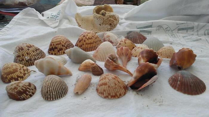 ¿Te acordás del Museo del Mar? Invitación a «Mar de caracoles, historia de una colección»