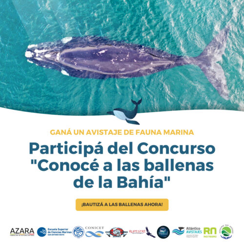 Concurso: «Conocé a la ballenas de la Bahía»