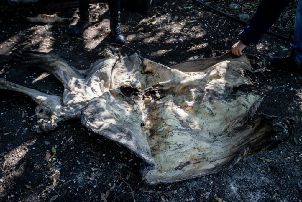 Horroroso: detienen a seis personas por robo y faena de caballos y clausuran dos carnicerías en Mar del Plata 4 a5766e03 36cc 45ee 8b01 10901540e6ef