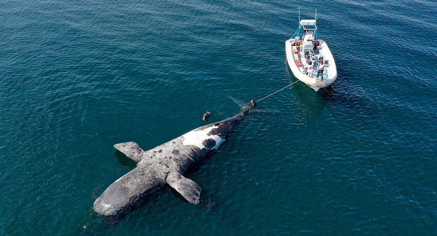 6 ballenas francas aparecieron muertas. Preocupación en Argentina