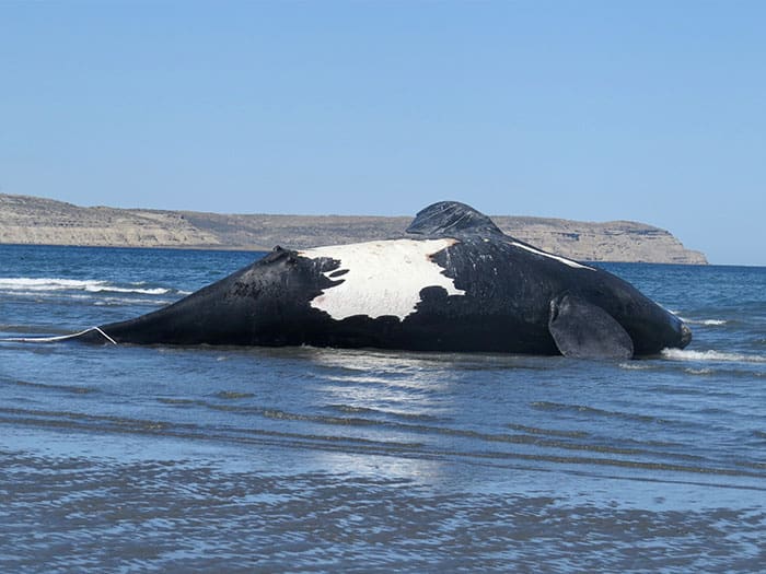 6 ballenas francas aparecieron muertas. Preocupación en Argentina 3 ballena varada en la playa