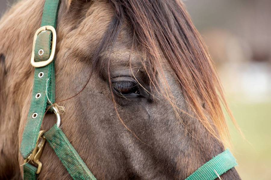 Terapia asistida con caballos: Se aprobó en Mar del Plata su regulación