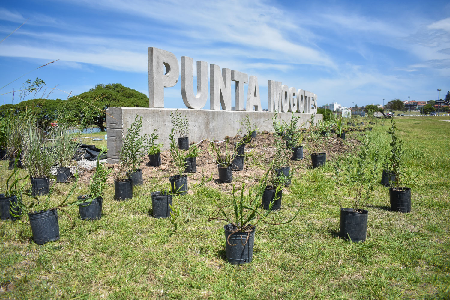 Plantaron 330 ejemplares de nativas en el Complejo Punta Mogotes de Mar del Plata