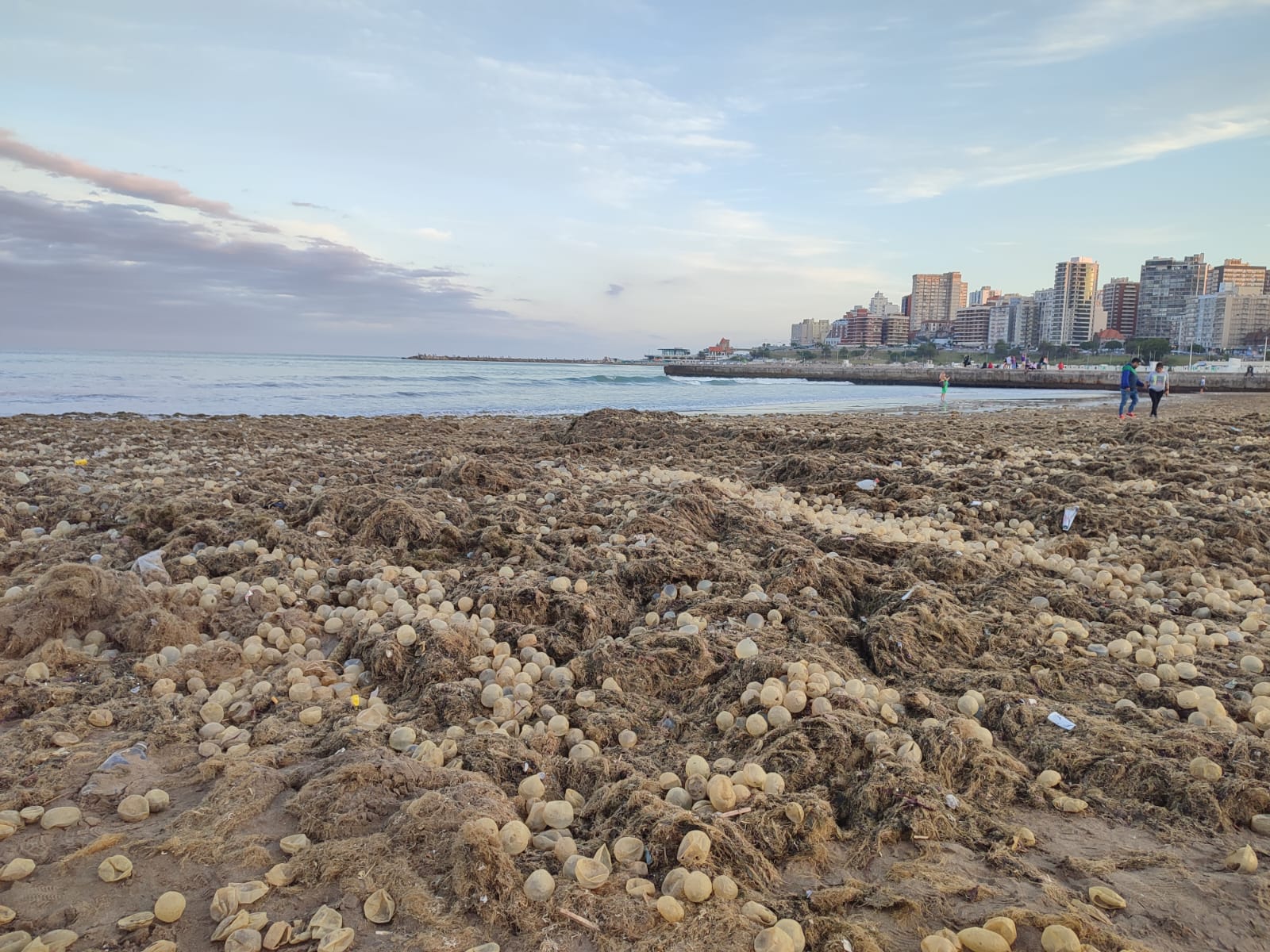 Las Playas de Mar del Plata invadidas por extrañas «algas» y «ovicápsulas». ¿De qué se trata?