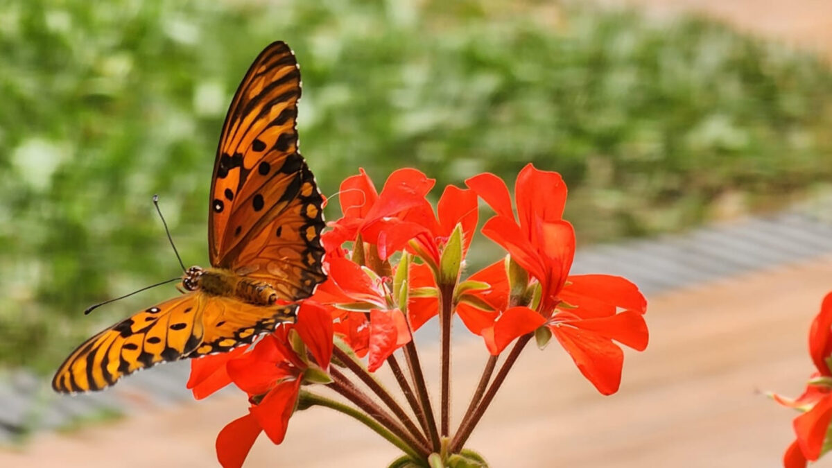 Cómo diseñar un jardín para la atracción de mariposas urbanas