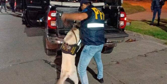 La División Antidrogas y el perro «Oso» detectaron Marihuana, Cocaína, Tusi y Extasis en Mar del Plata