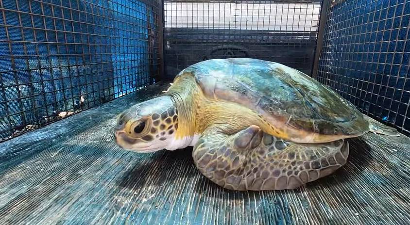 Regresan al mar dos tortugas verdes rescatadas por pescadores: una de ellas expulsó plástico