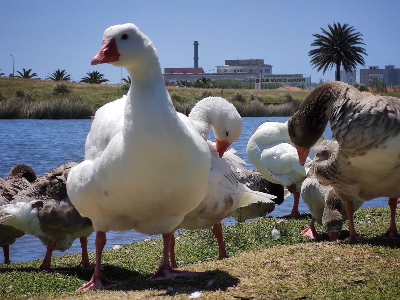 aves