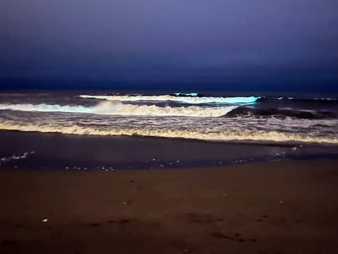 Mar del Plata sorprende con olas fluorescentes gracias a los dinoflagelados