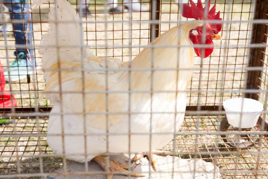gallina