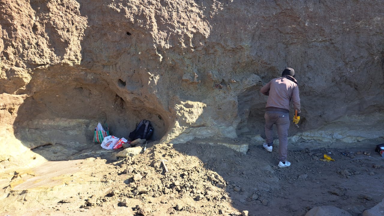 Megaterio, el mamífero gigante extinto de la Era de Hielo, es descubierto en la zona de Camet Norte