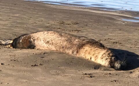 ¿Por qué los lobos marinos mueren a la orilla del mar?
