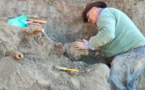 Importante hallazgo de restos fósiles de Megaterio en Camet Norte