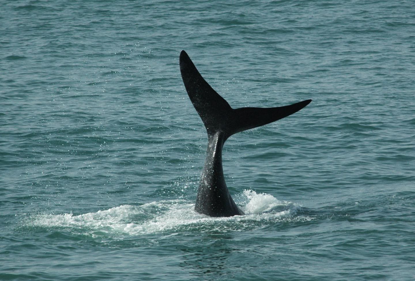 ballena