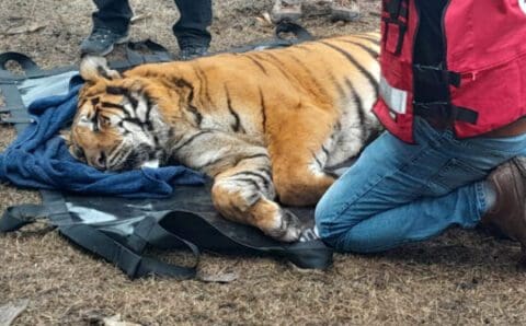 Rescate y evacuación de dos tigres en Balcarce