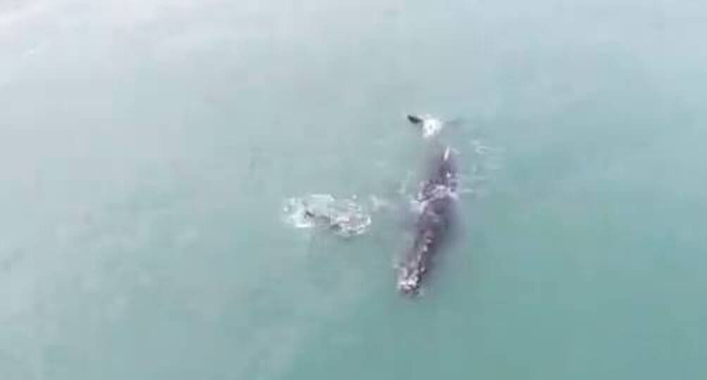 ballena