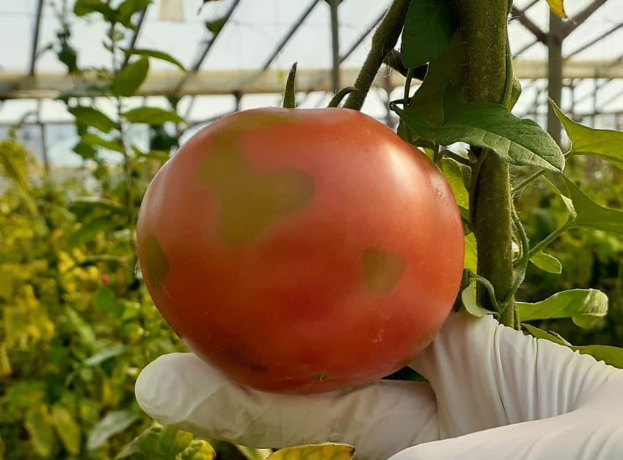 tomate