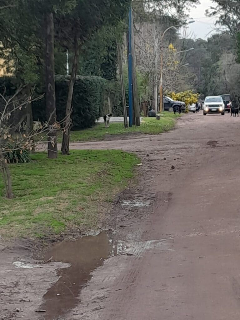 Preocupación por ataques de perros en el Bosque Peralta Ramos de Mar del Plata 3 WhatsApp Image 2023 08 15 at 21.54.14 1