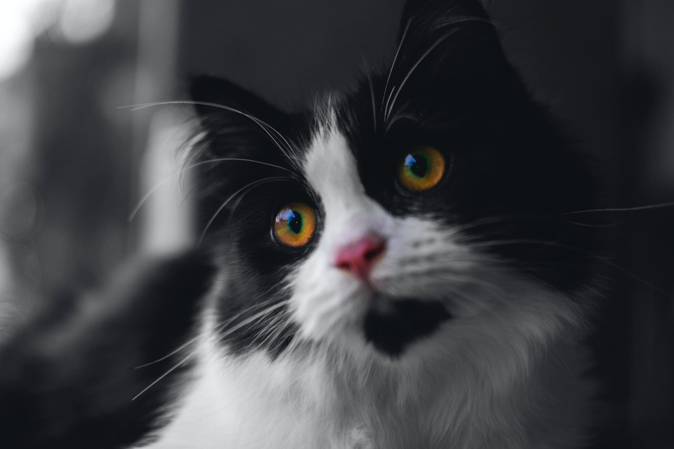 gato scaled