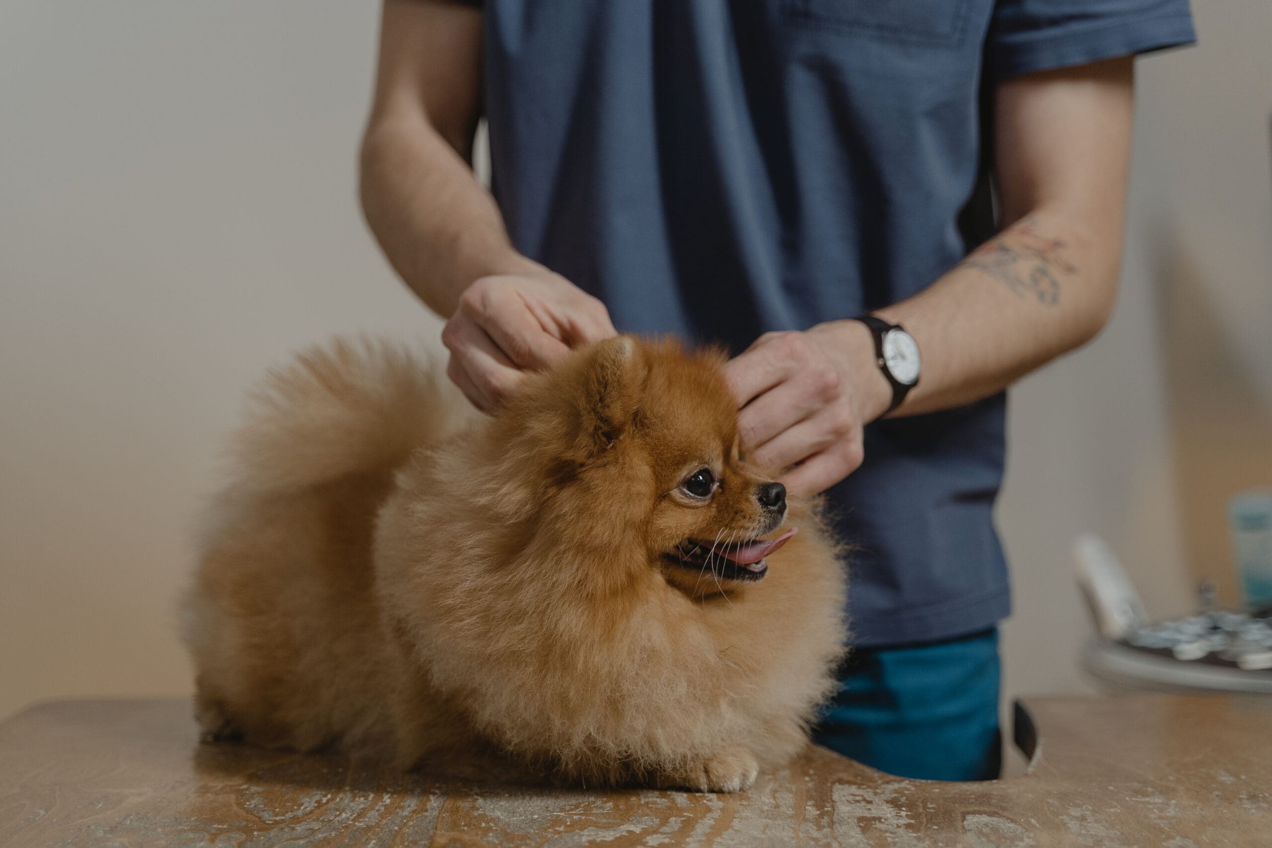 veterinario