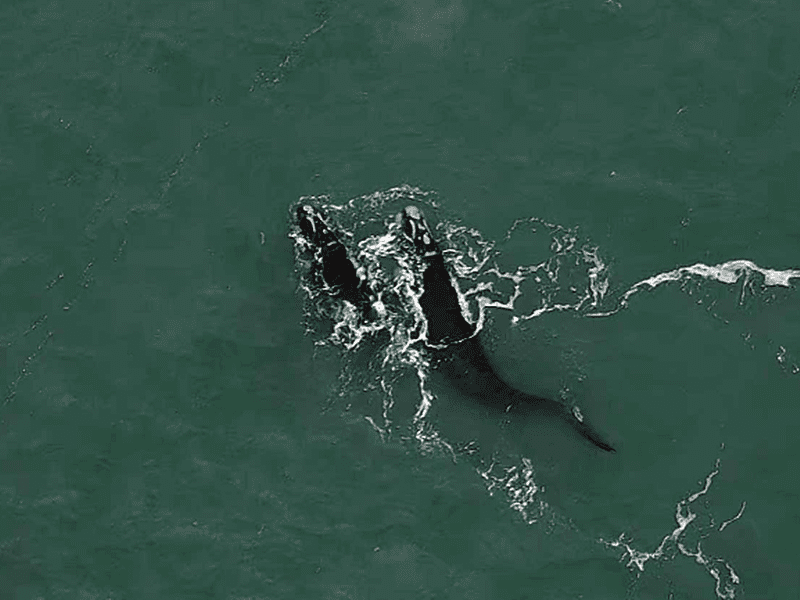 ballena