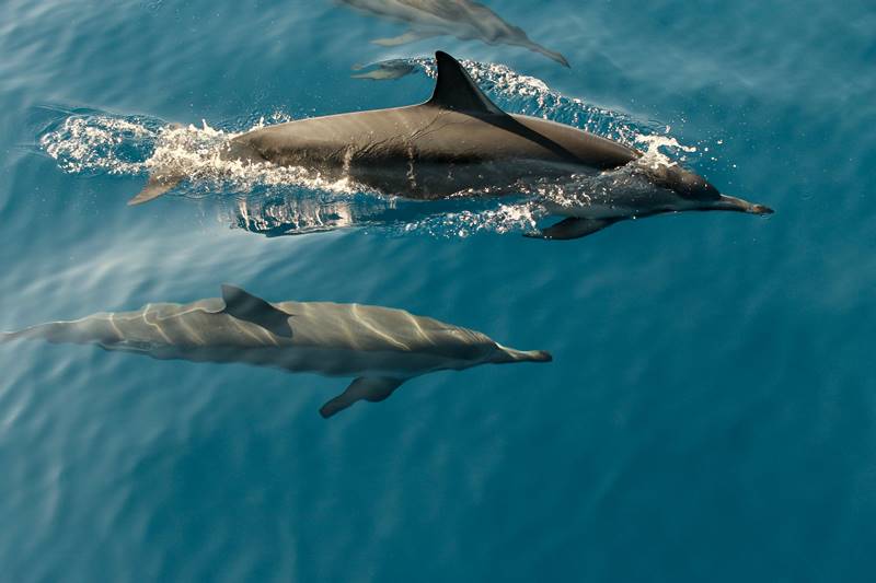 delfines
