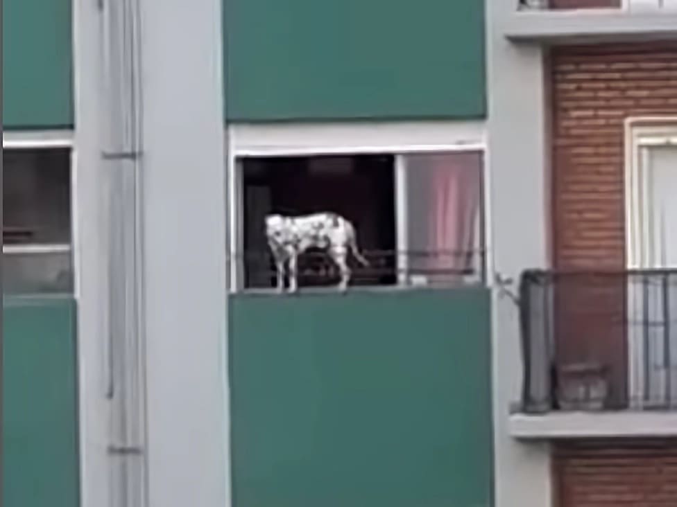 perrito