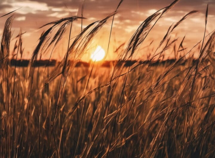 campo con pastizales altos y un atardecer de fondo sin edificaciones 1