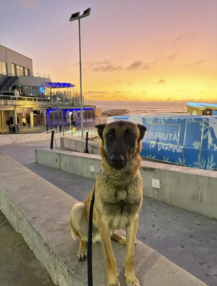 DE LA PATRULLA AL ESTRELLATO: el video que catapultó a un joven policía y su perro a la fama internacional 3 perro