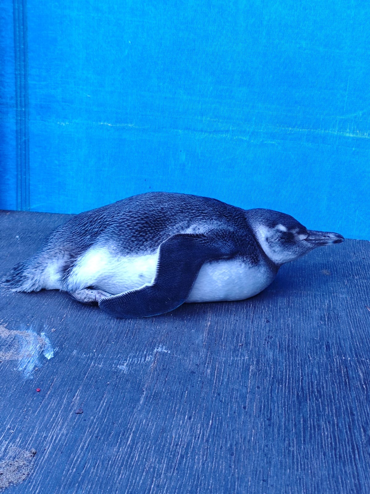 Rescate Heroico en Punta Mogotes: Guardavidas Salvan a un Pingüino Herido 3 IMG 20250220 WA0082