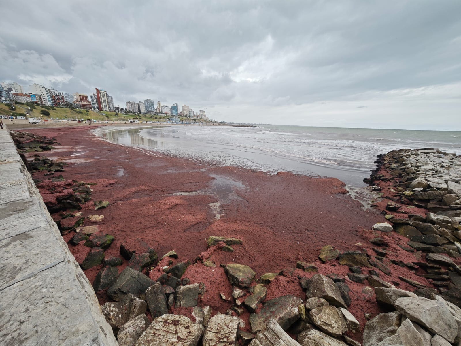 La misteriosa franja oscura de Mar del Plata: ¿Qué hay detrás de la invasión de algas en Playa Varese? 3 WhatsApp Image 2025 02 14 at 7.16.58 PM