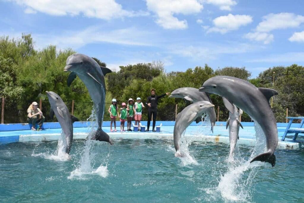 banner delfines seco experiencia